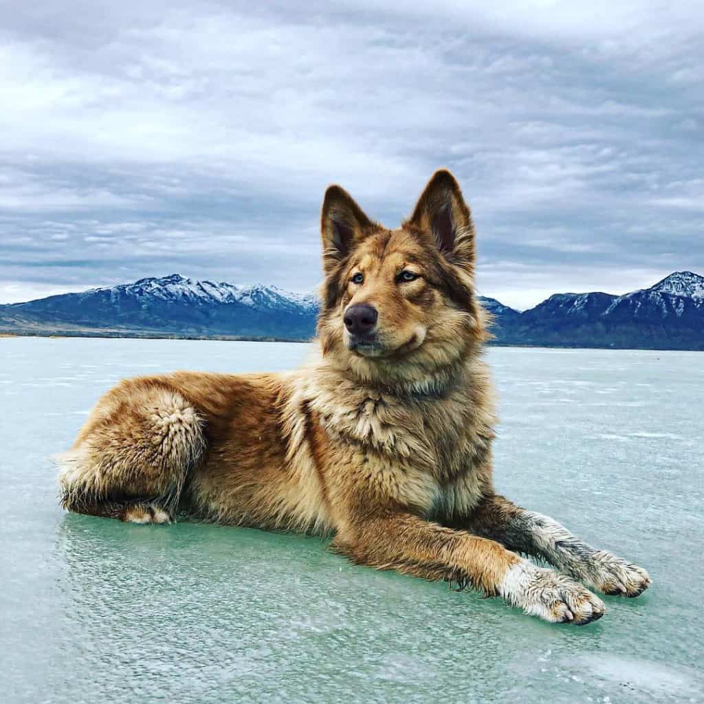 Sveriges vanligaste hundnamn