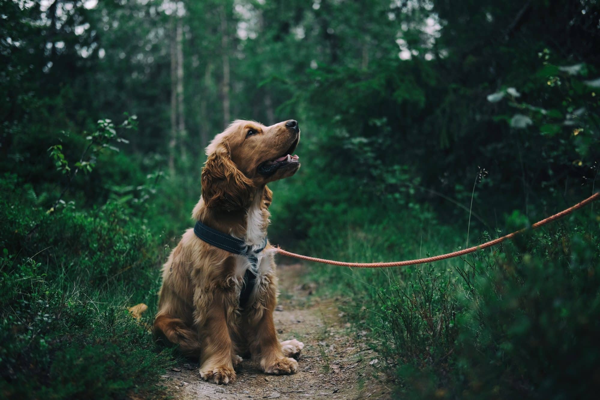 motionera hundvalp