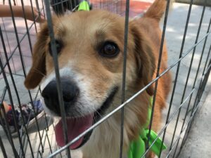 Adoptera hund