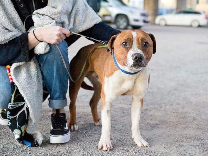 adoptera hund hundar utan hem
