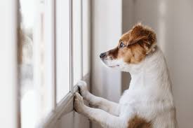 Ensamträning - Ensamträna hund