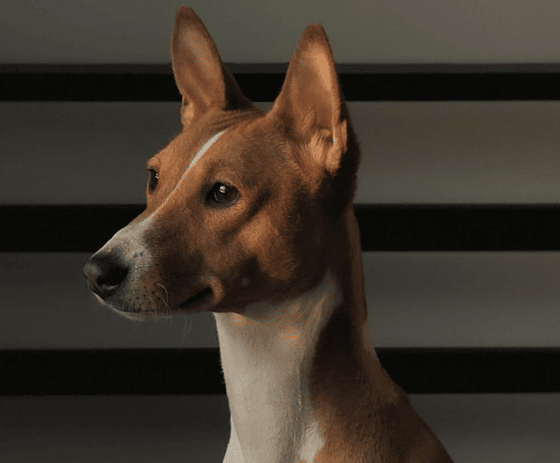 Hund som inte skäller