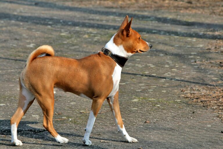 Allergivänlig hund