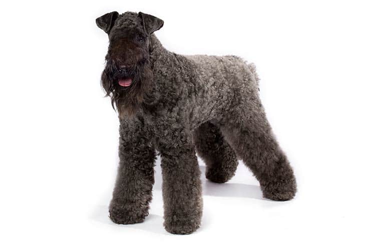 Kerry Blue Terrier allergivänlig