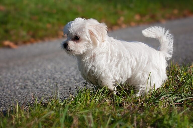 Allergivänlig hund
