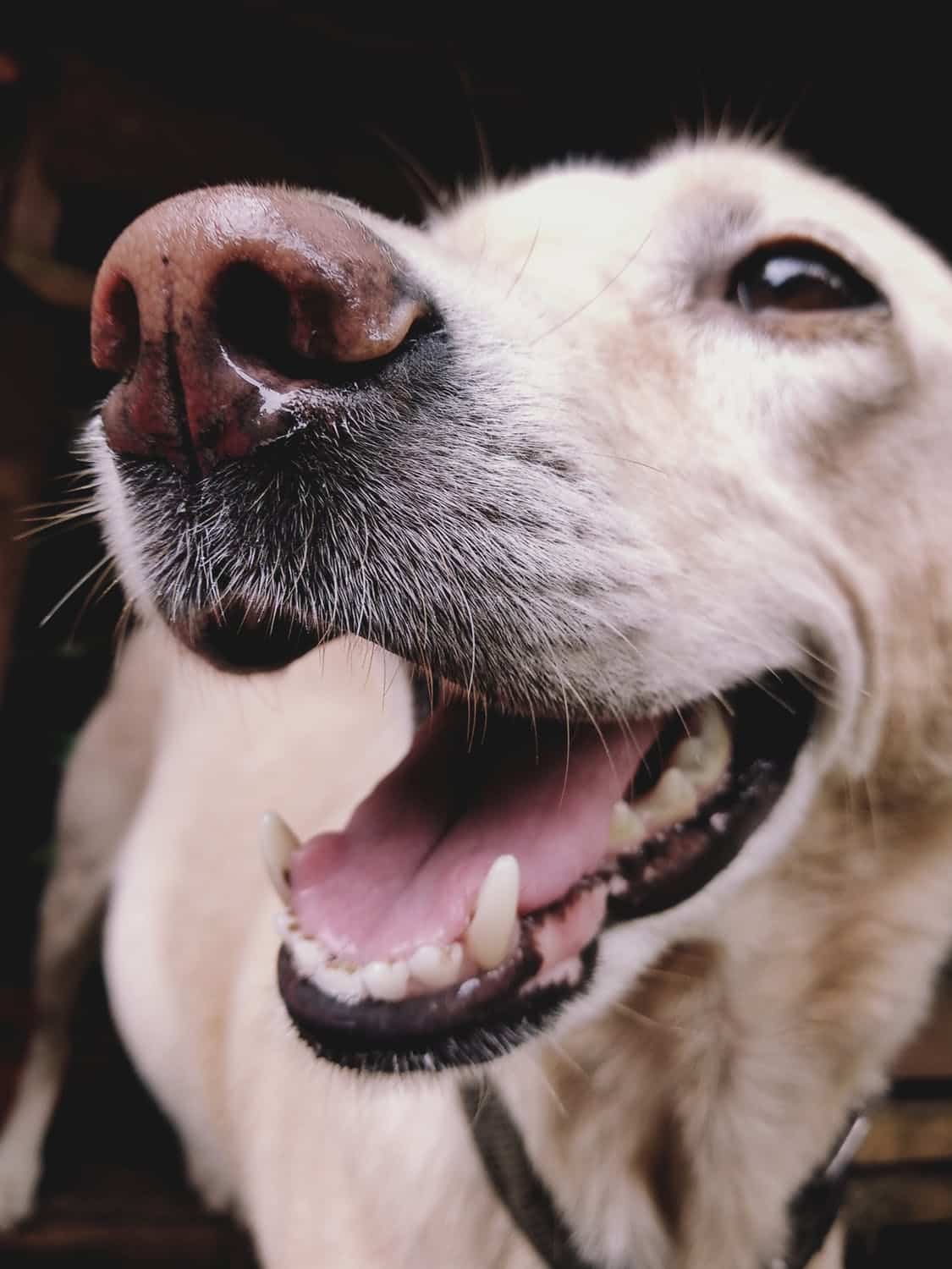 hundars tänder