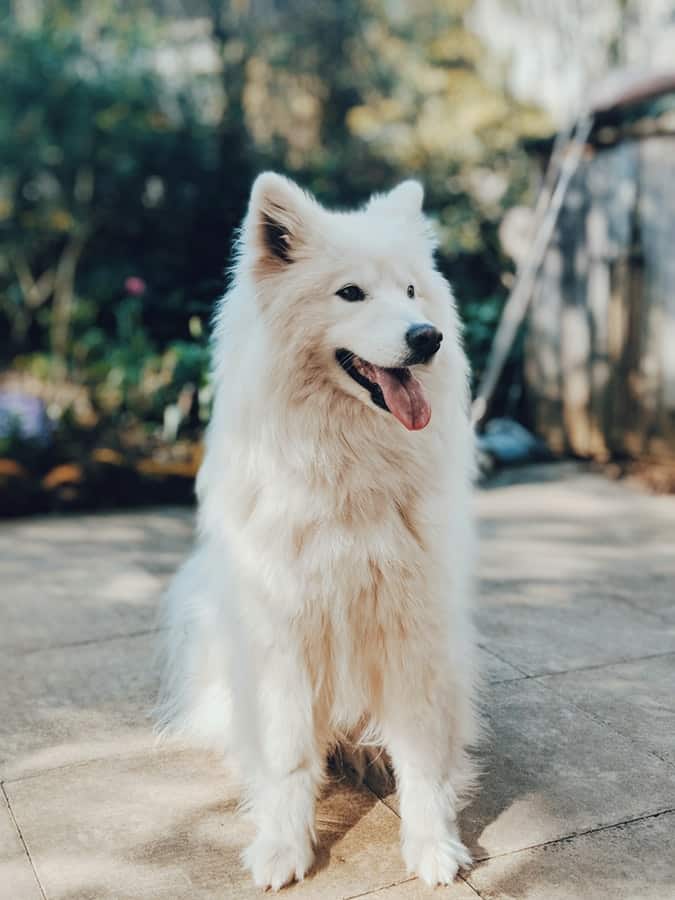 allergivänlig hund Samojed