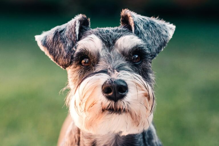 allergivänlig hund