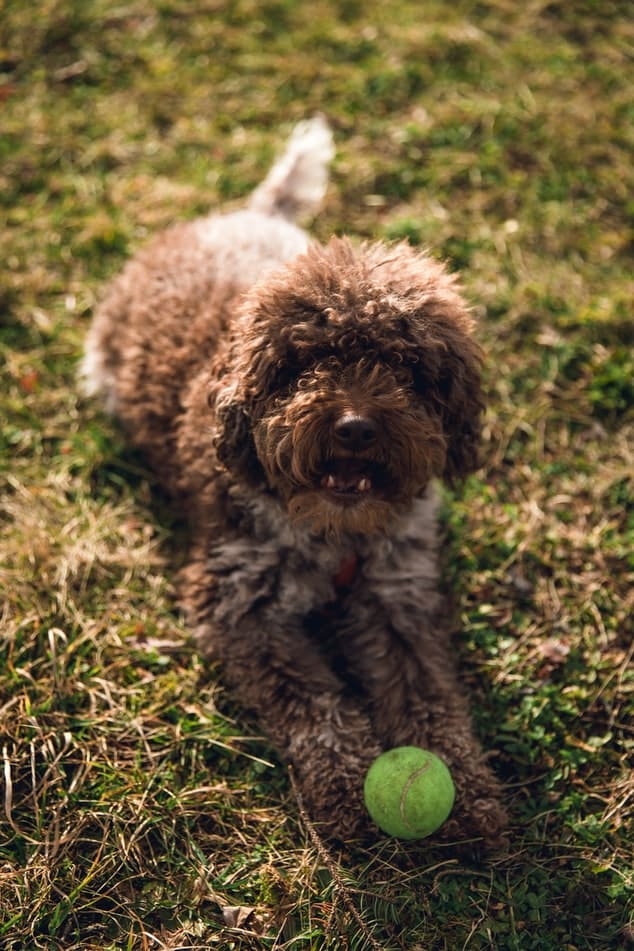 allergivänlig hund Lagotto