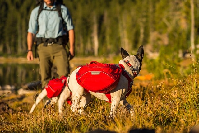 klövjeväska hund