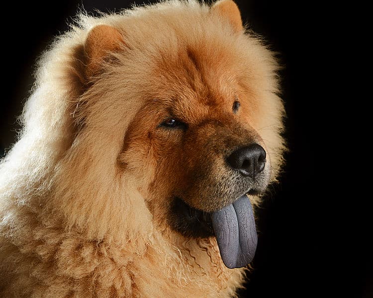 Hund med blå tunga
