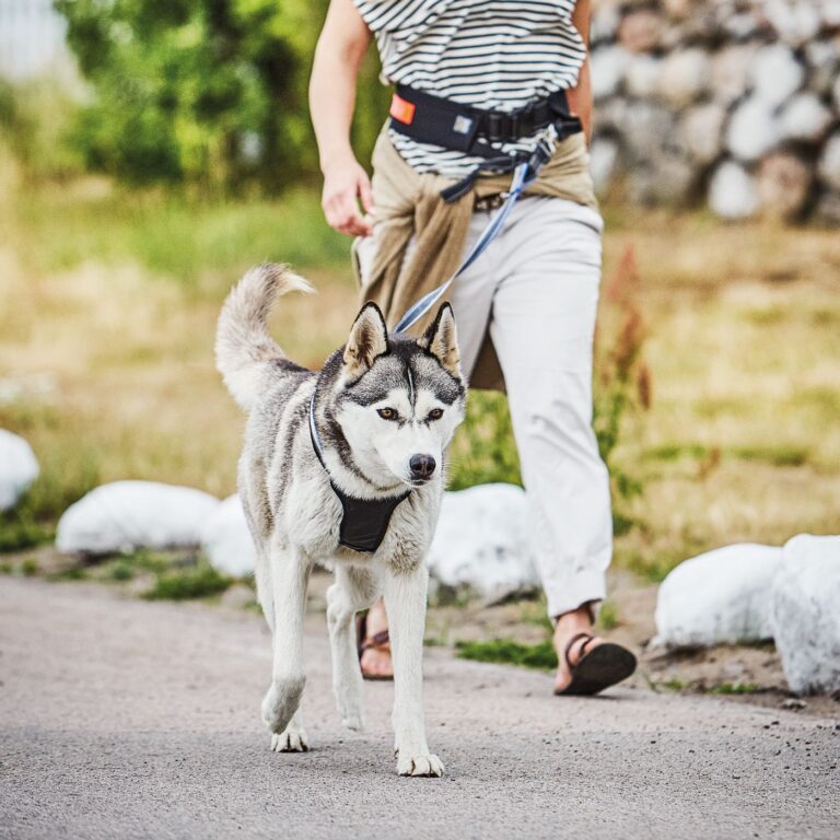 Casual active hundsele