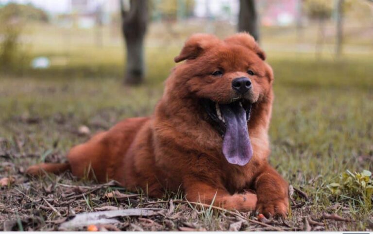Chow Chow