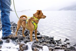 bästa hundselen