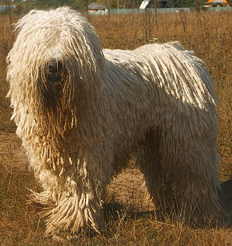 Hund med dreadlocks