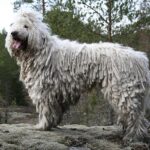 Hund som inte fäller