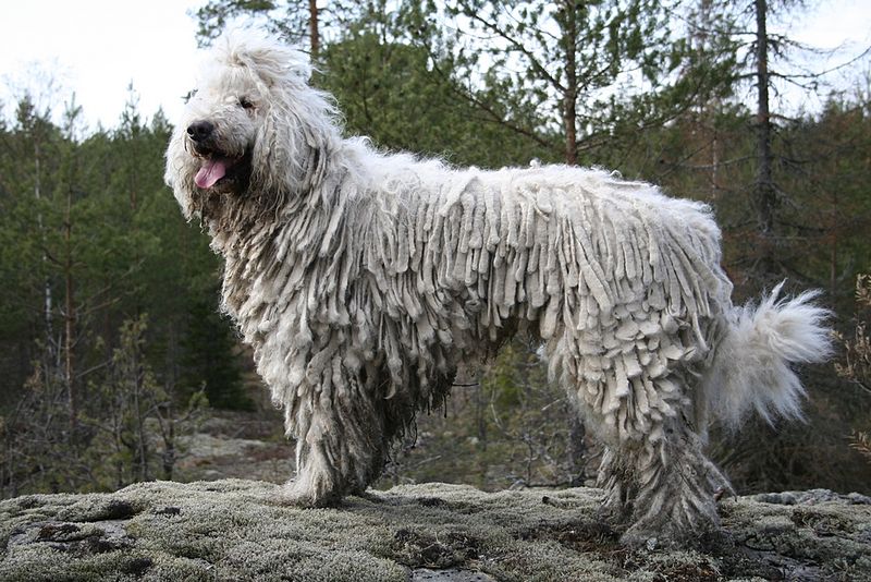 Hund som inte fäller