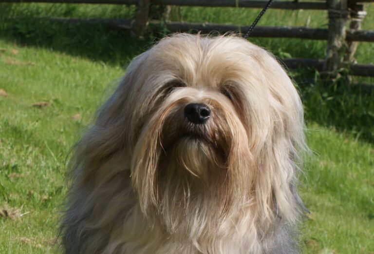 LIten hund som inte tappar hår