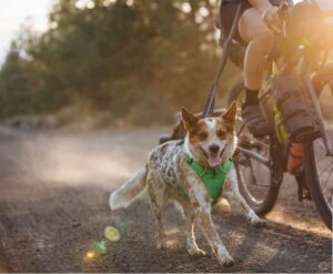 Bästa hundselen