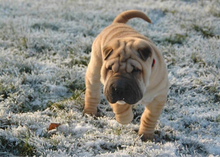 Shar Pei
