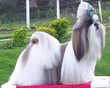 Hund med tofs