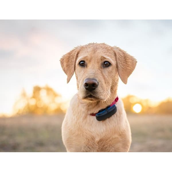 Tractive hundpejl