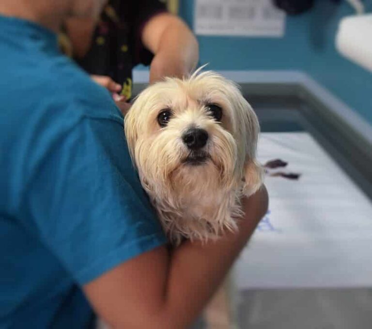 Veterinär hund