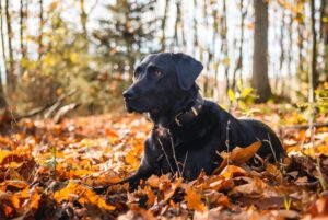 Molly exempelhund