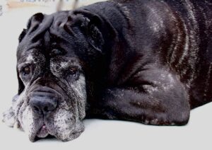 hundår räknat i människoår