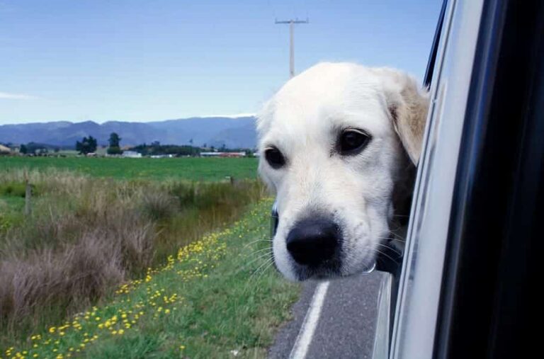 Får hunden vara lös i bilen