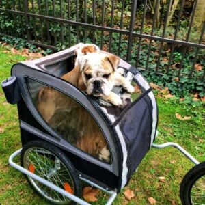 cykelkärra hund