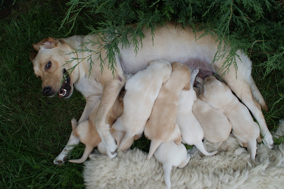 Hur länge är en hund dräktig Hur länge löper en hund