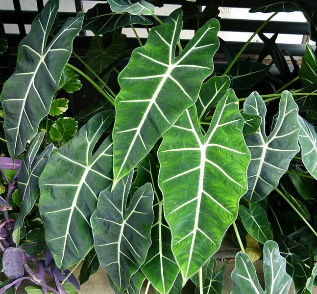 Farliga växter för hundar Alocasia