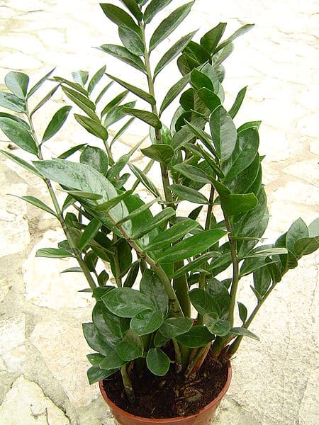 Garderobsblomma hund