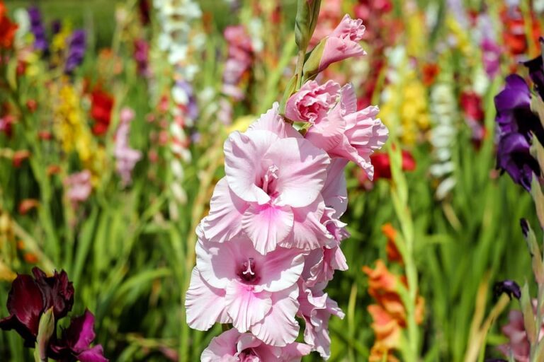 Gladiolus giftigt för hund