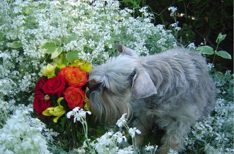 Farliga växter för hund Lista med bilder