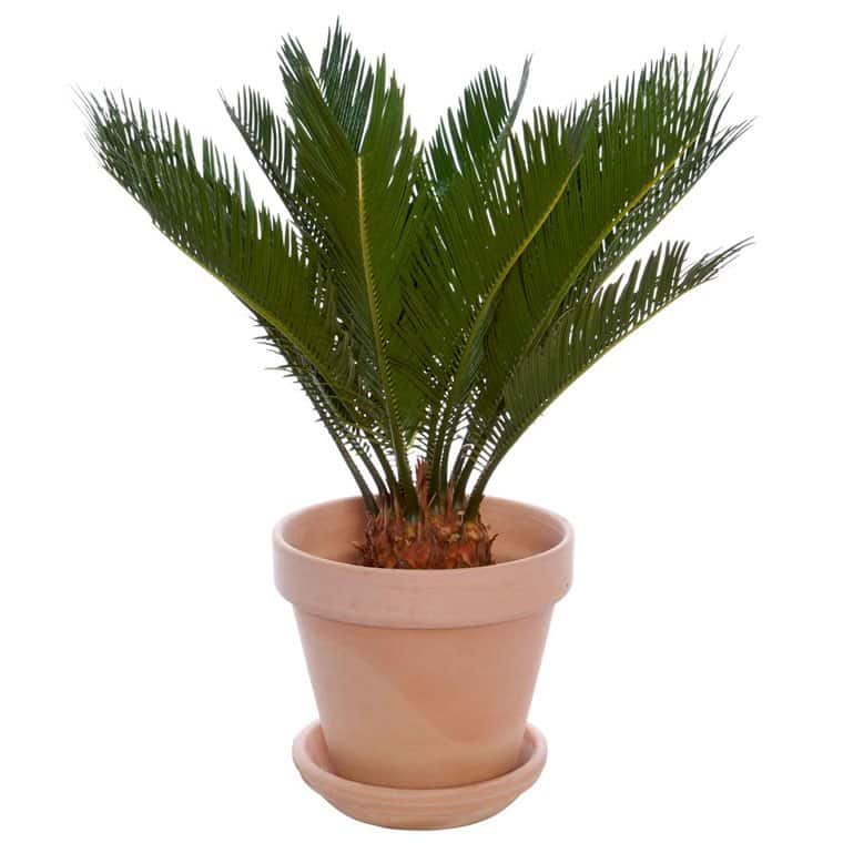 Japansk kottepalm hund
