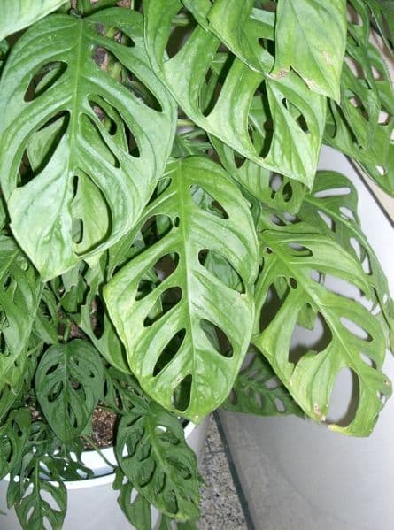 Monstera farlig för hundar