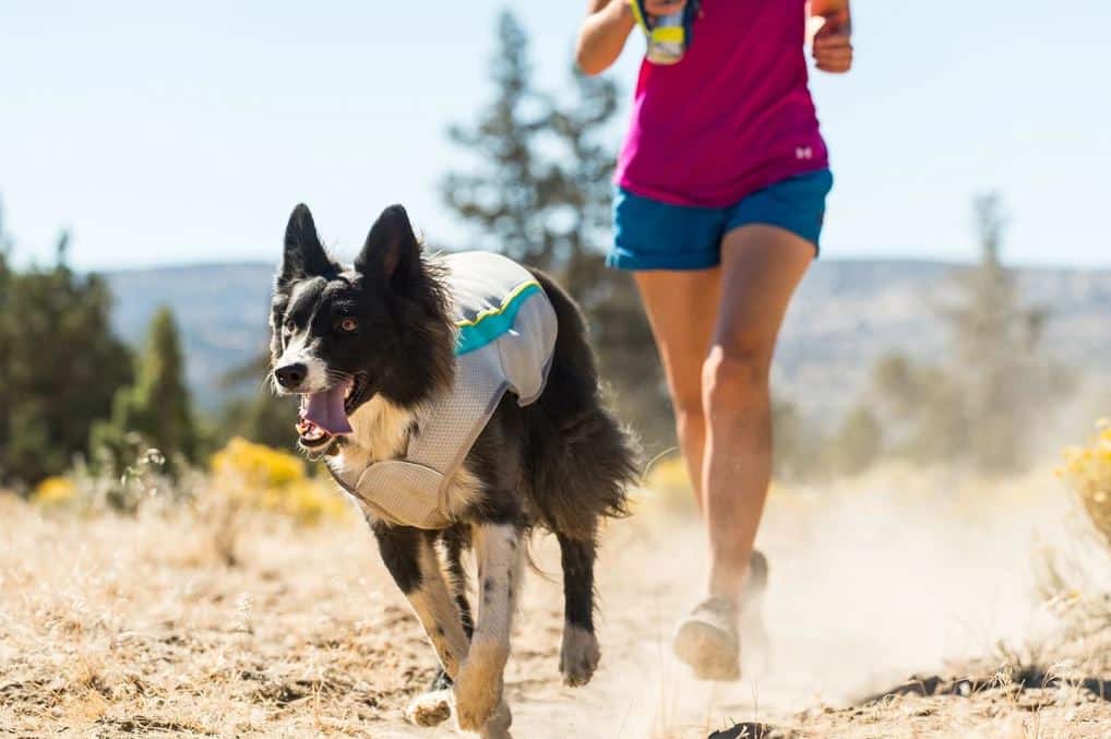 Kylväst för hund