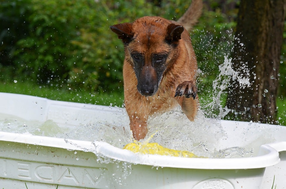 Bästa hundpoolen
