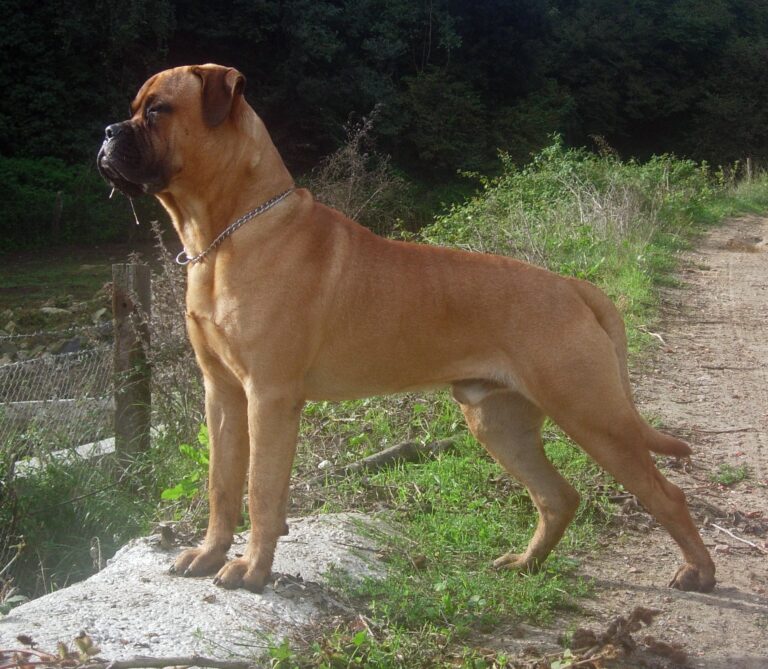 hundar utan jakt