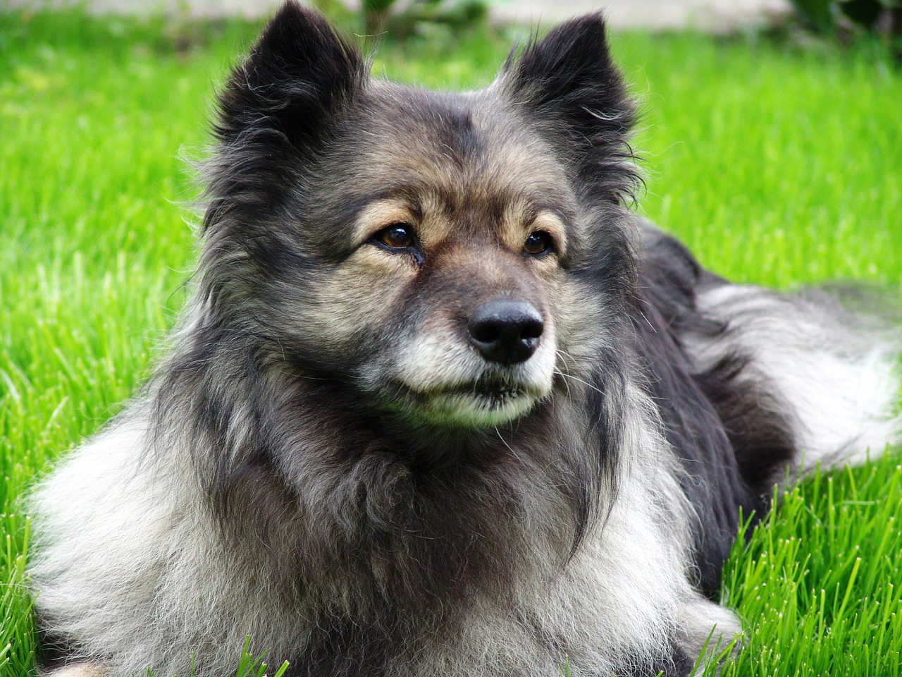 Hund utan jakt