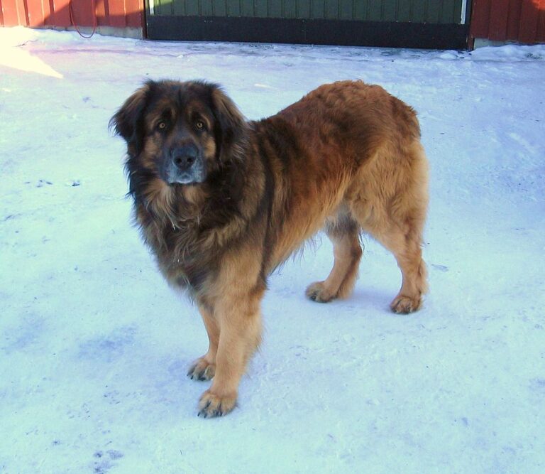 Hundraser utan jakt