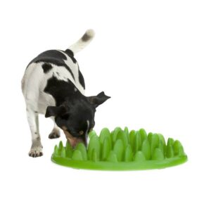 Slow feed hund