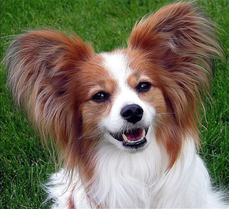 Bra hund för oerfarna