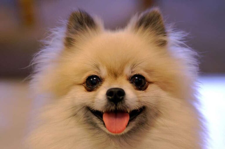 Liten hund för nybörjare