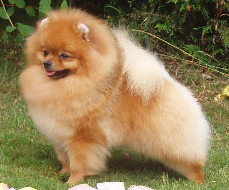 Hund med låg jakt