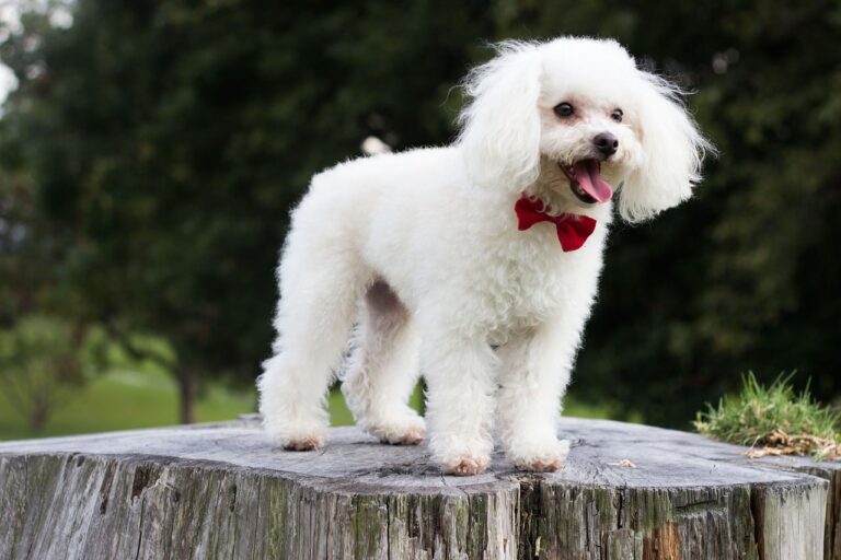 Bästa hunden för ovana hundägare