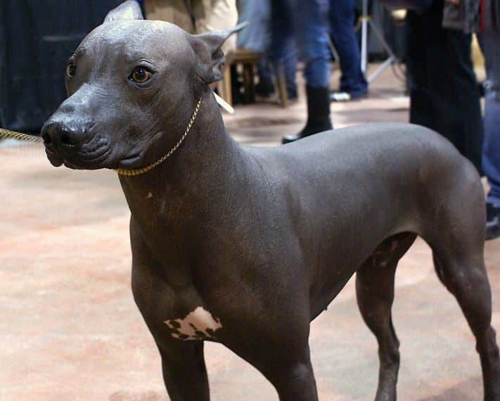 Hund utan jaktinstinkt