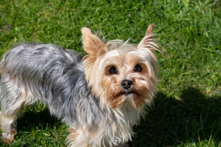 Bästa hunden för nya hundägare